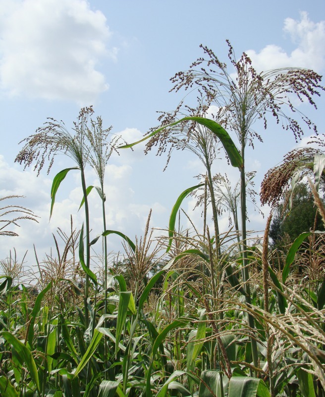 Изображение особи Sorghum saccharatum.