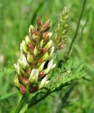 Astragalus cicer