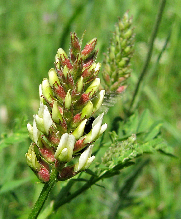 Изображение особи Astragalus cicer.