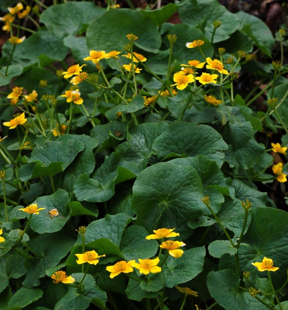 Изображение особи Caltha silvestris.