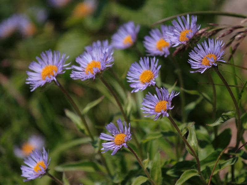 Image of Erigeron thunbergii specimen.