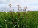 Valeriana tuberosa