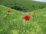 Papaver bracteatum