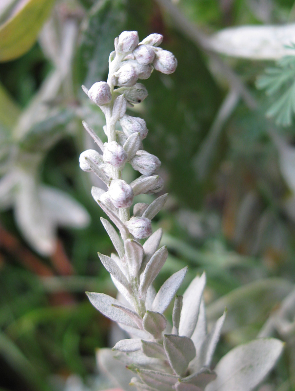 Image of Artemisia ludoviciana specimen.