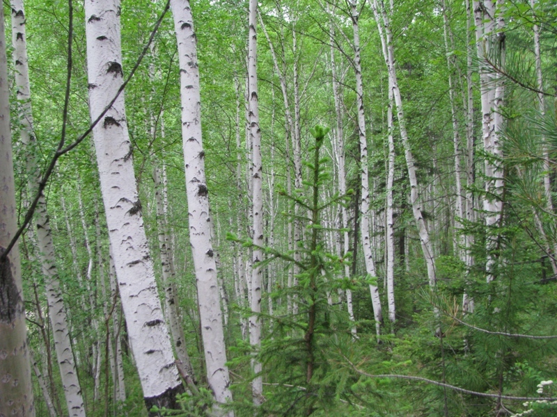 Image of Betula pubescens specimen.