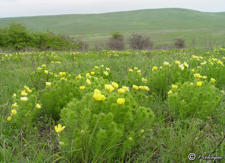 Изображение особи Adonis vernalis.