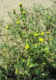 Pulicaria vulgaris