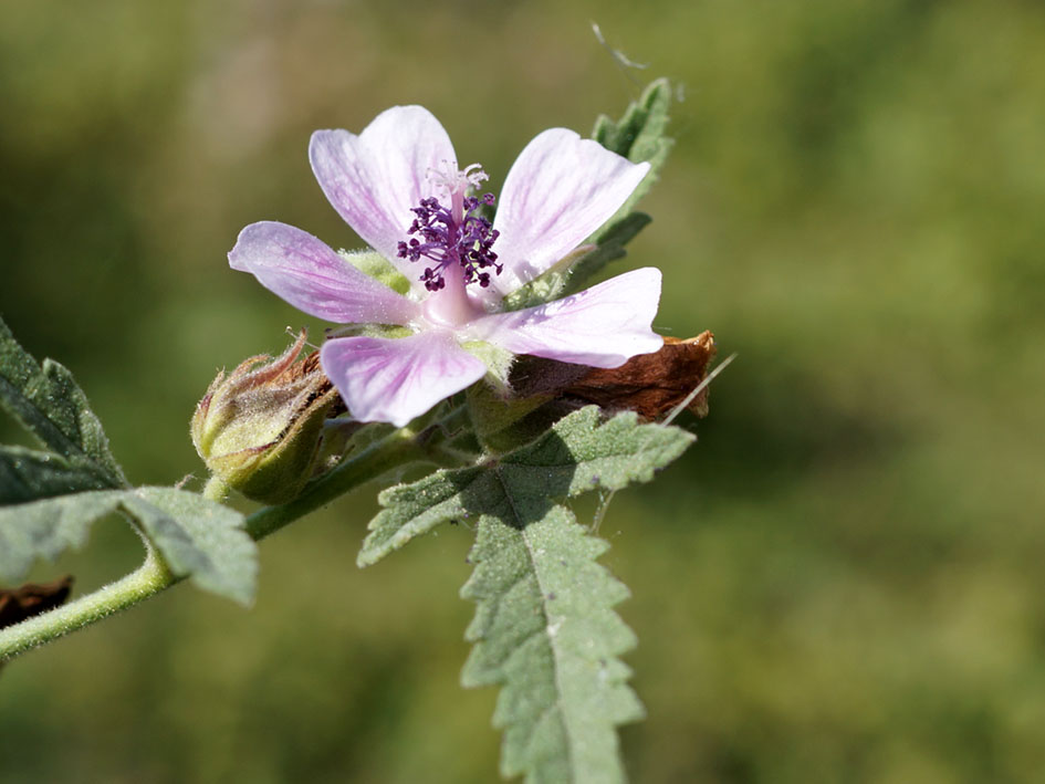 Изображение особи Althaea armeniaca.