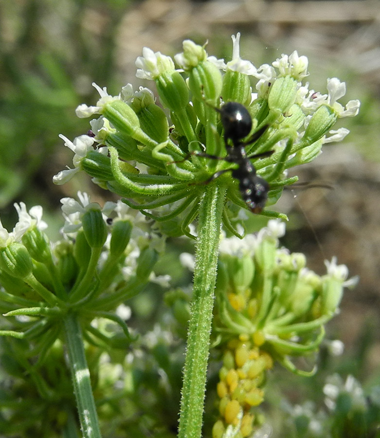 Изображение особи Peucedanum puberulum.