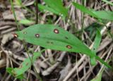 Rumex acetosella