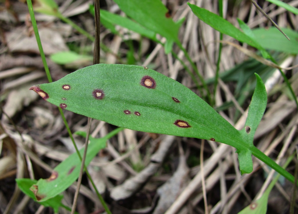 Изображение особи Rumex acetosella.