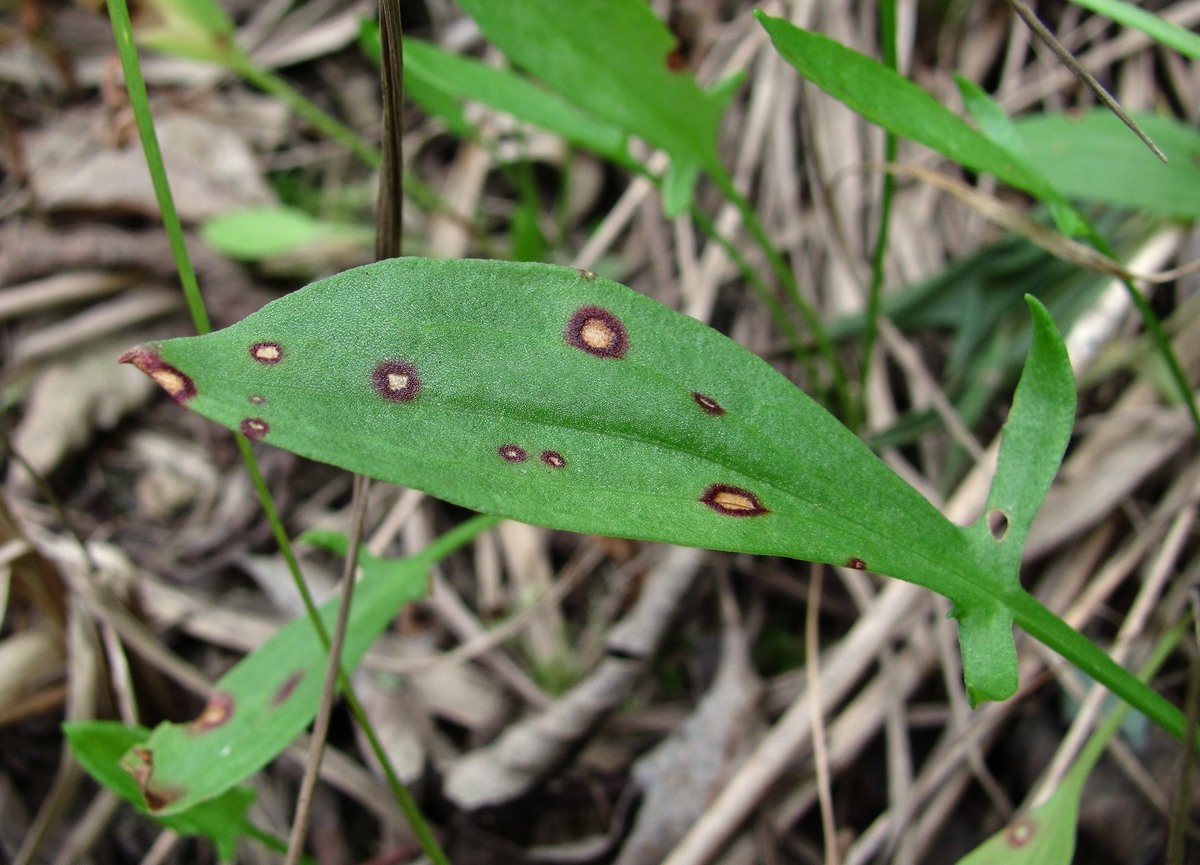 Изображение особи Rumex acetosella.