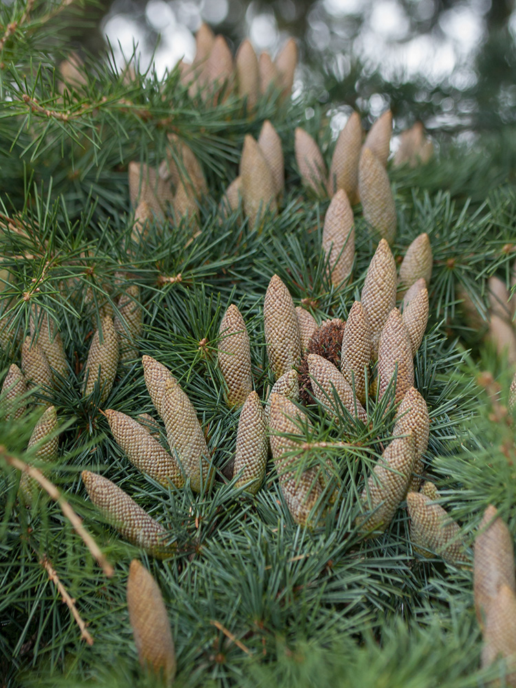 Image of Cedrus deodara specimen.