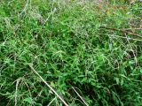 Microstegium japonicum