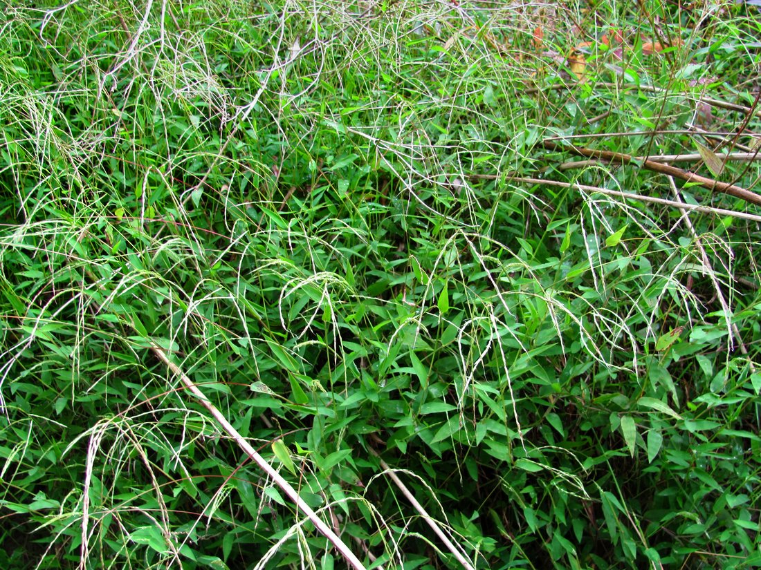 Image of Microstegium japonicum specimen.