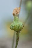 Reichardia picroides