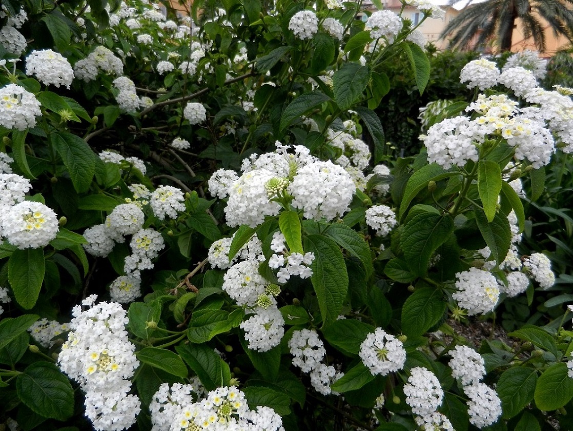 Image of Lantana camara specimen.