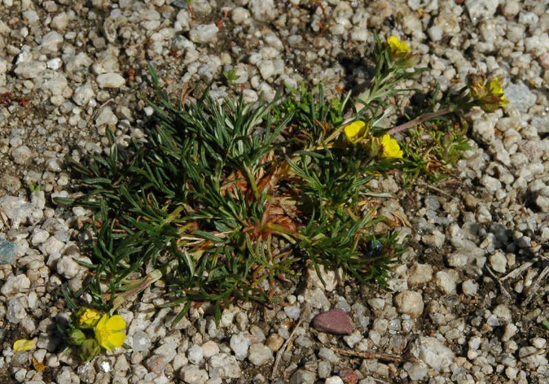 Image of Potentilla multifida specimen.