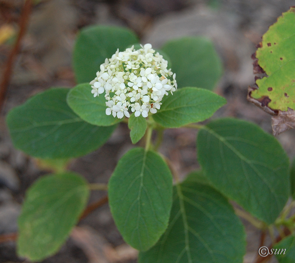 Изображение особи Hydrangea arborescens.