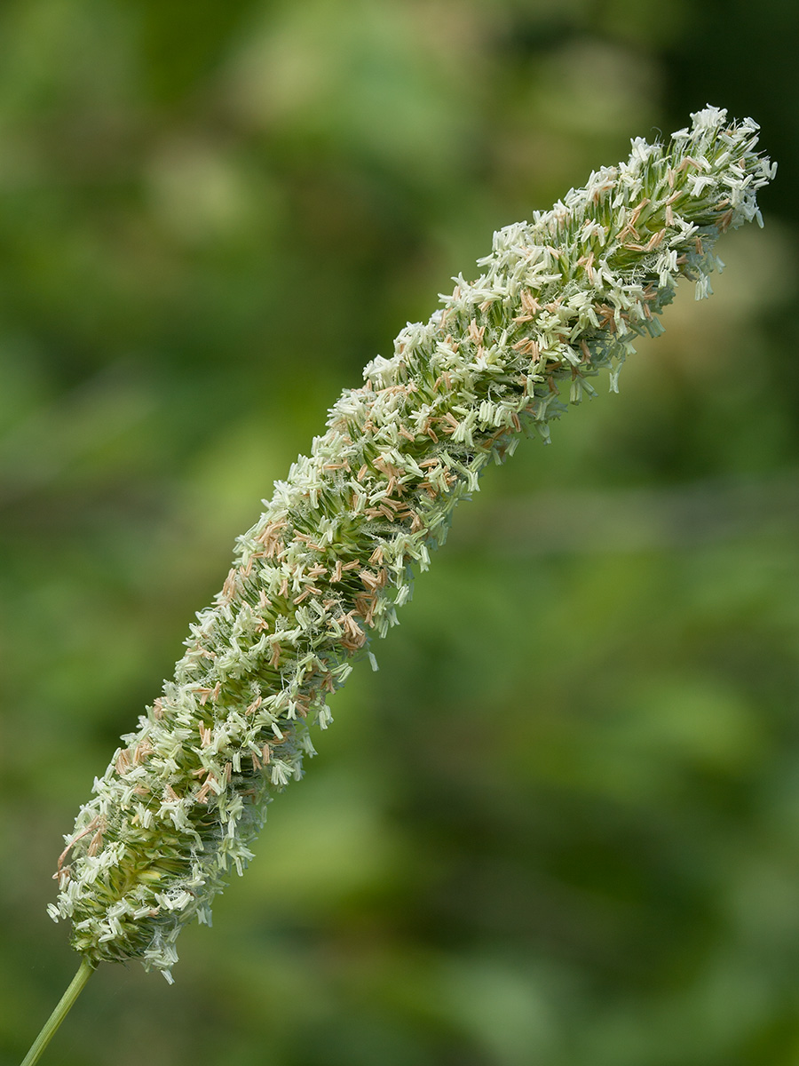 Image of Phleum pratense specimen.