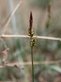 Carex supina