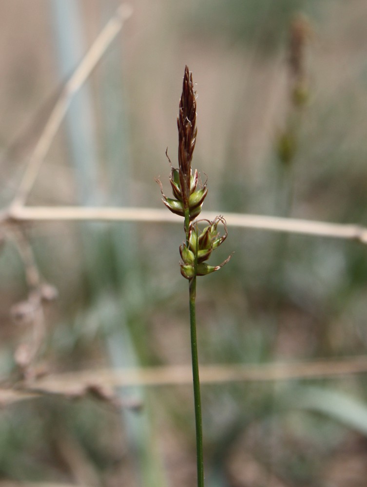 Изображение особи Carex supina.