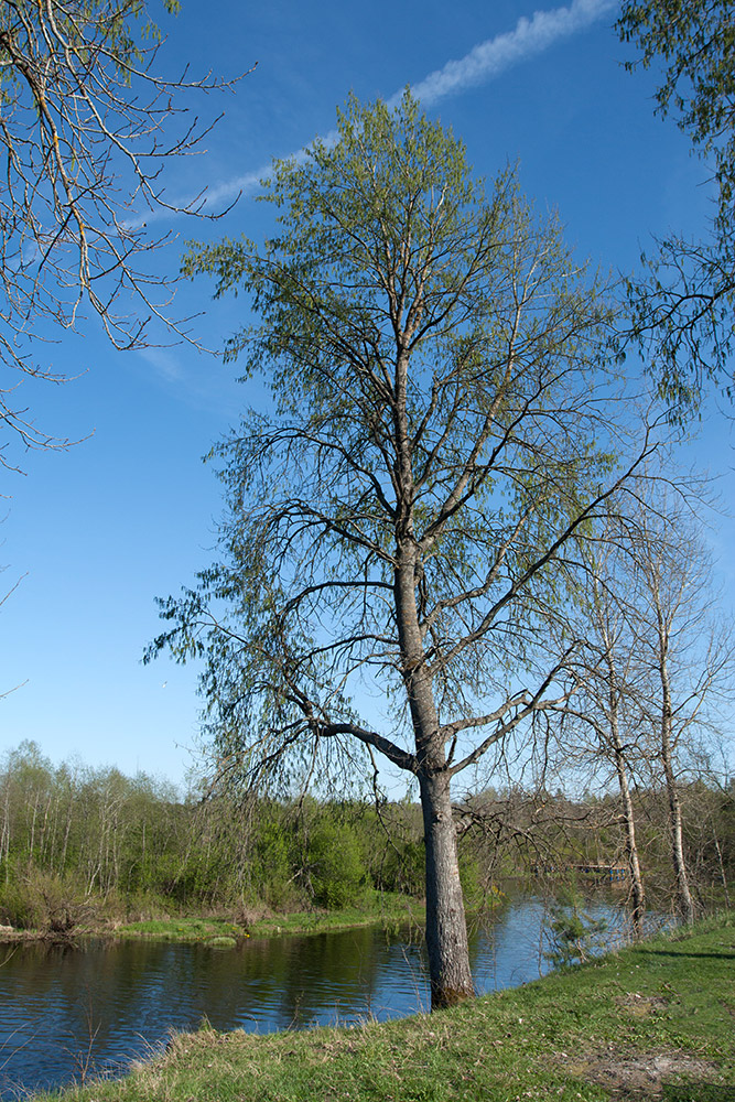 Image of Populus tremula specimen.