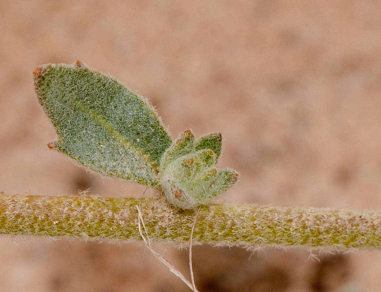 Image of Morettia canescens specimen.