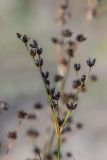 Juncus alpino-articulatus