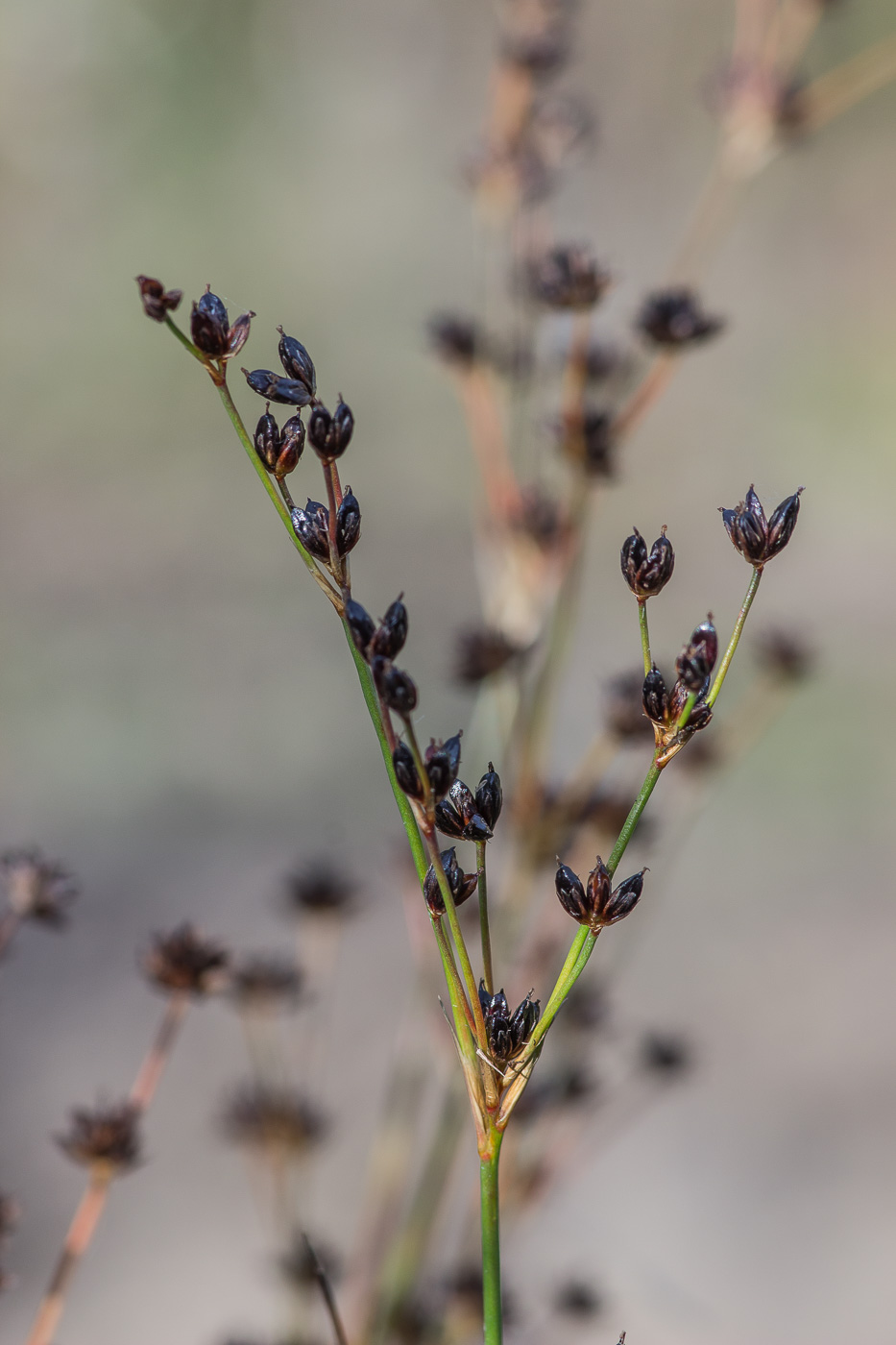 Изображение особи Juncus alpino-articulatus.