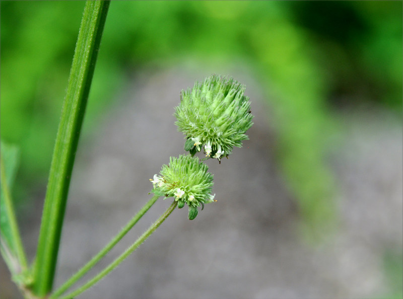 Изображение особи Hyptis capitata.