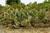 Opuntia microdasys