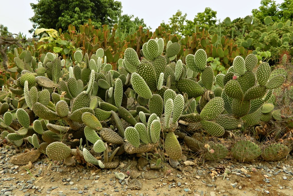 Image of Opuntia microdasys specimen.