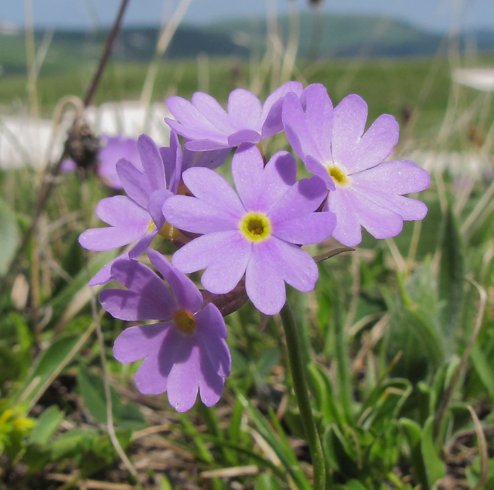 Image of Primula algida specimen.