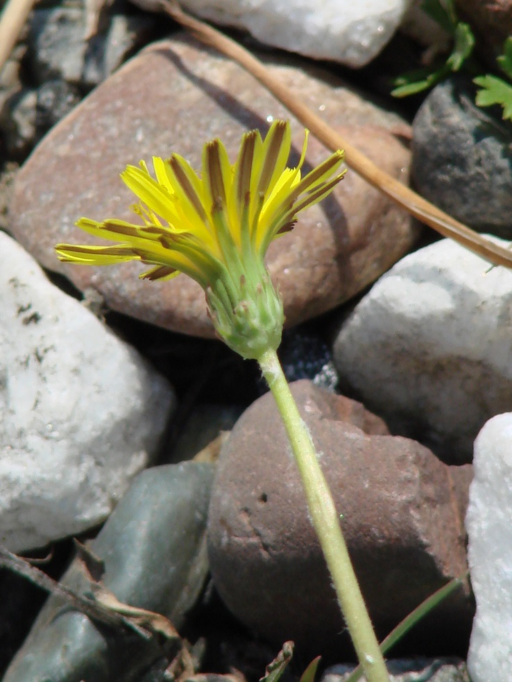 Изображение особи род Taraxacum.