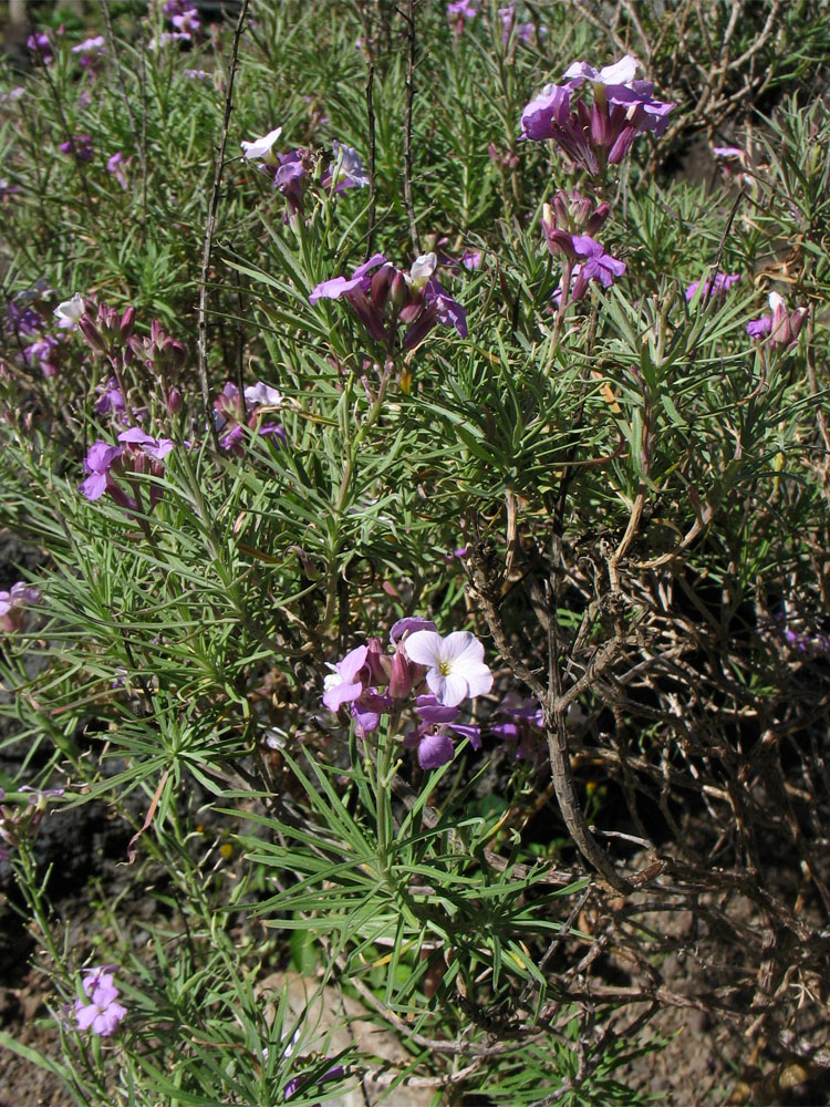 Image of Erysimum caboverdeanum specimen.
