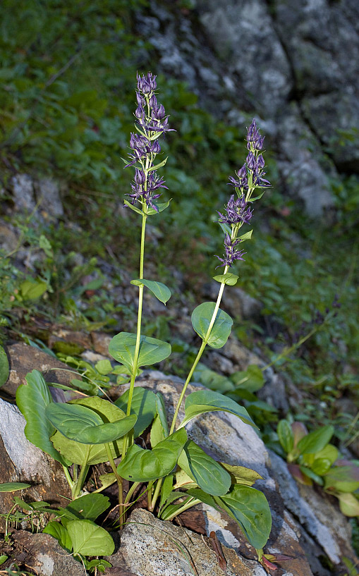 Изображение особи Swertia baicalensis.