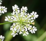 Chaerophyllum prescottii. Цветущий зонтичек (вид снизу). Восточный Казахстан, Глубоковский р-н, окр. с. Тарханка, восточный склон сопки. 23.06.2015.