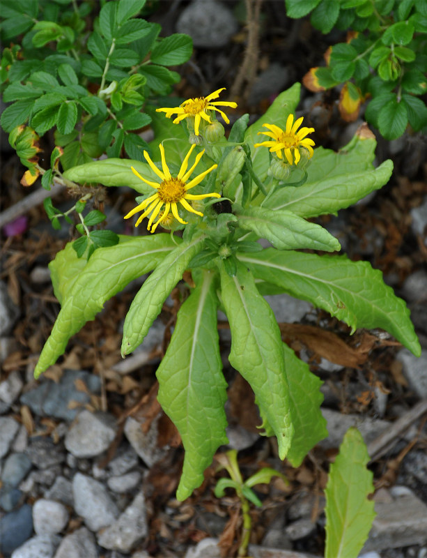 Изображение особи Senecio pseudoarnica.