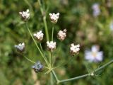 Hyalolaena bupleuroides. Зацветающее соцветие. Кыргызстан, Нарынская обл., левый берег р. Нарын, окр. с. Ак-Булун, 1-я надпойменная терраса. 05.07.2015.