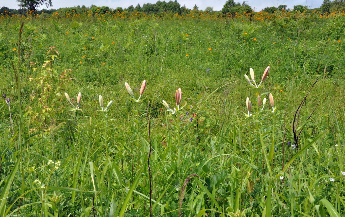 Изображение особи Lilium pensylvanicum.