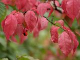 Euonymus verrucosus. Ветвь со зрелым плодом и листьями в осенней окраске. Калужская обл., ст. Думиничи. 19.08.2009.