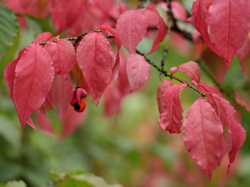 Изображение особи Euonymus verrucosus.