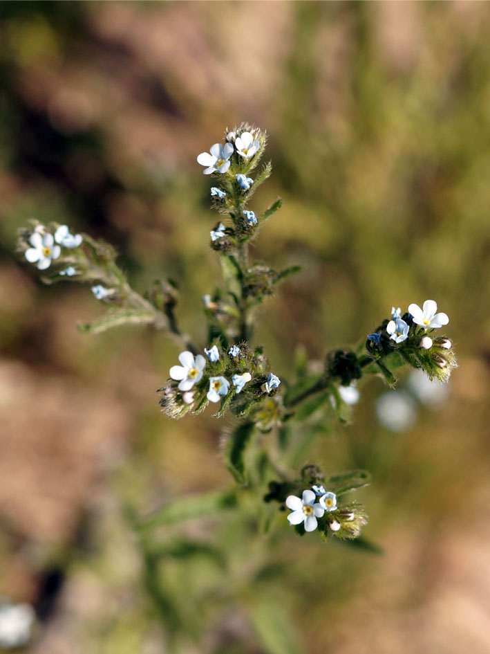 Image of Lappula squarrosa specimen.