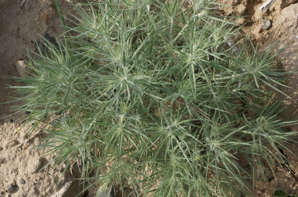 Изображение особи Ceratocarpus arenarius.