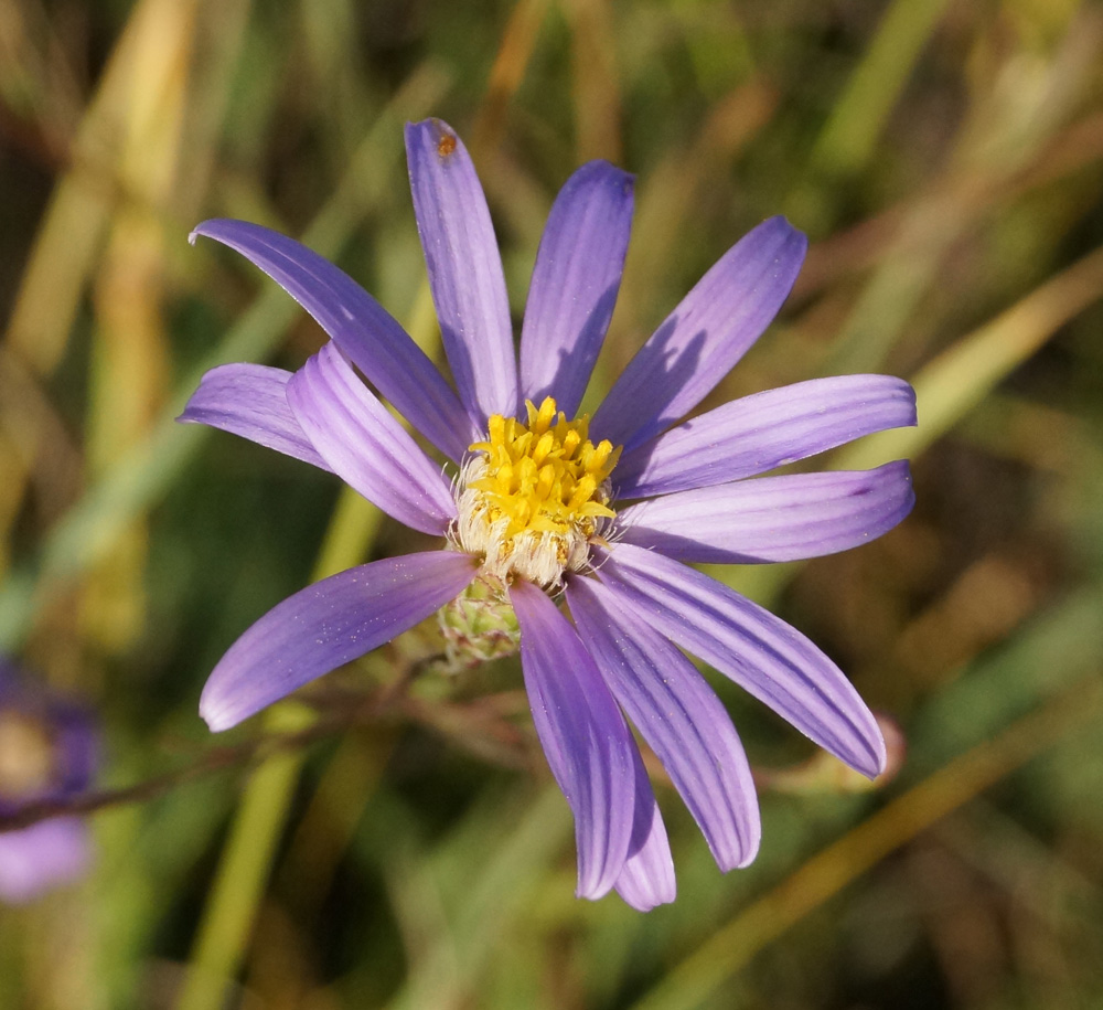 Image of Galatella angustissima specimen.