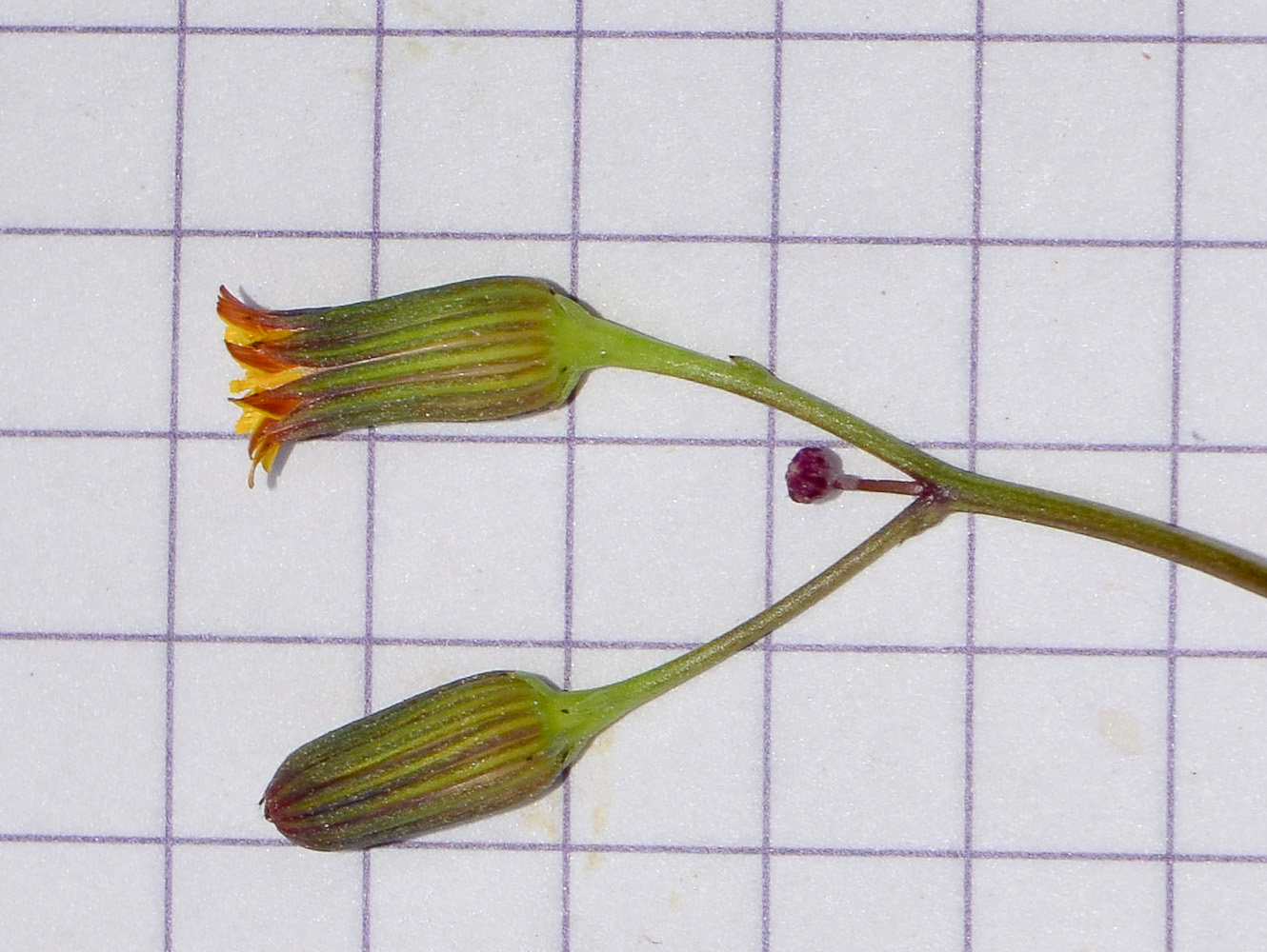 Image of Senecio flavus specimen.