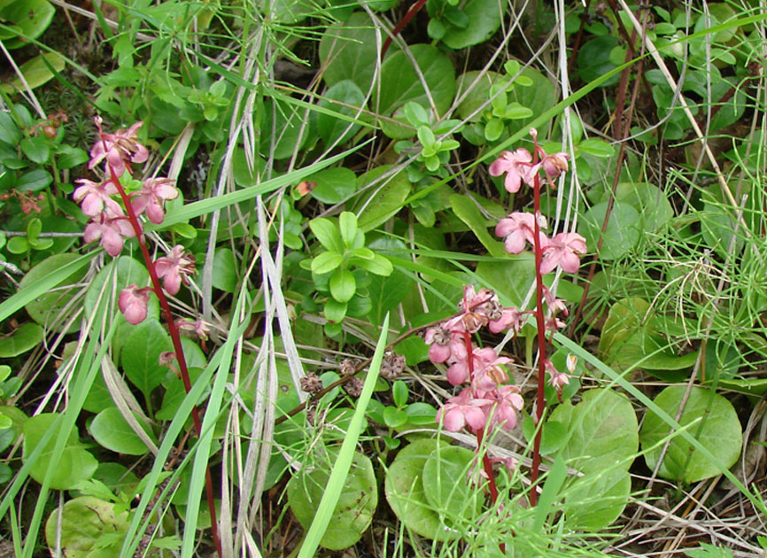 Image of Pyrola incarnata specimen.