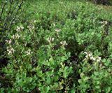 Pedicularis lapponica