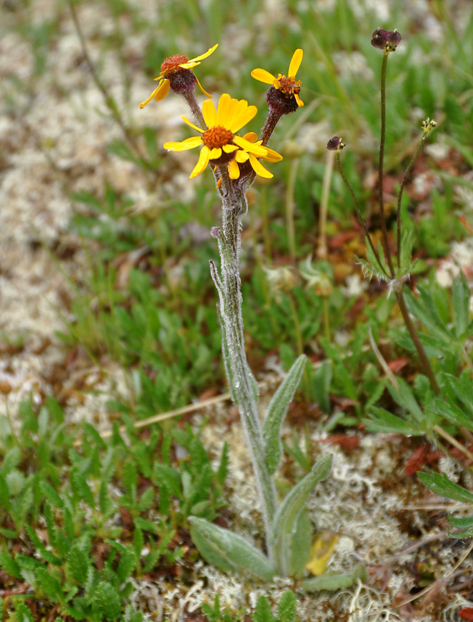 Image of Tephroseris turczaninovii specimen.